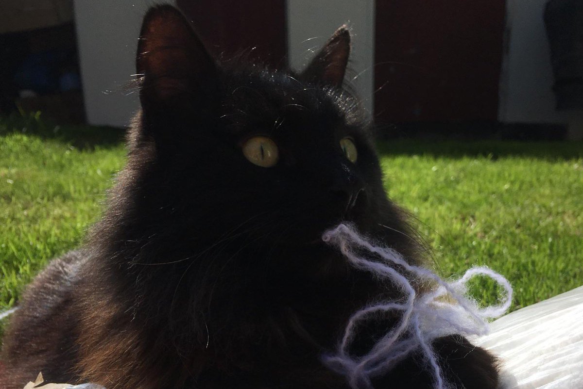 More catty goodness #CatsOfTwitter