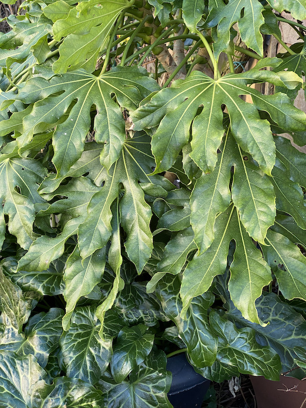 grumpyoldbirder's tweet image. Lockdown Diary – From Sad to Not Bad - grumpyoldbirder.com/from-sad-to-no…  [&apos;Subscribing&apos; to Grumpy Old Birder posts is very easy... complete the form on the right of the blog post and click the confirm link which is sent so you won’t miss a post.]