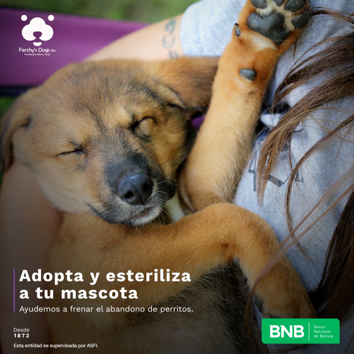 ferchykushner's tweet photo. Parte de la adopción responsable de mascotas es esterilizarlas. 
Una cirugía sencilla puede salvar cientos de vidas, solamente esterilizando a un perrito ayudamos a mejorar la calidad de vida de ese perrito 
#BNB #adoptaNOcompres #ESTERILIZA #FundacionAbrilyAriel #FerchysDogs https://t.co/jESZKaRnWb