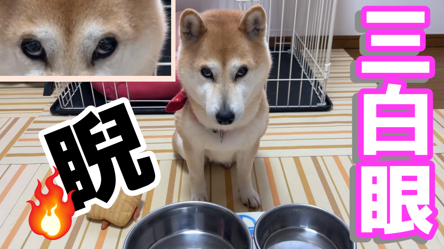 柴犬小春 犬の三白眼 もっとちょうだい 器を見て睨む T Co Xdzqeyen9t T Co Ikby1ke90o Twitter