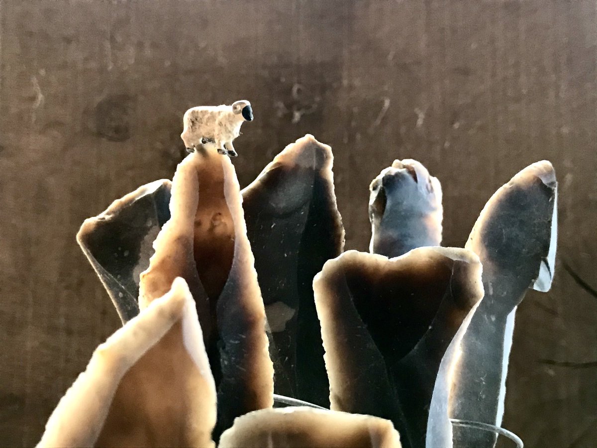 flintmancompany's tweet photo. Workshop distractions. Sheep let out on flint gallets for spring grazing. #sheep #flint #gallets #sdnp #southdowns #flintknapper #workshop #flock #spring https://t.co/dJDgW698Zl