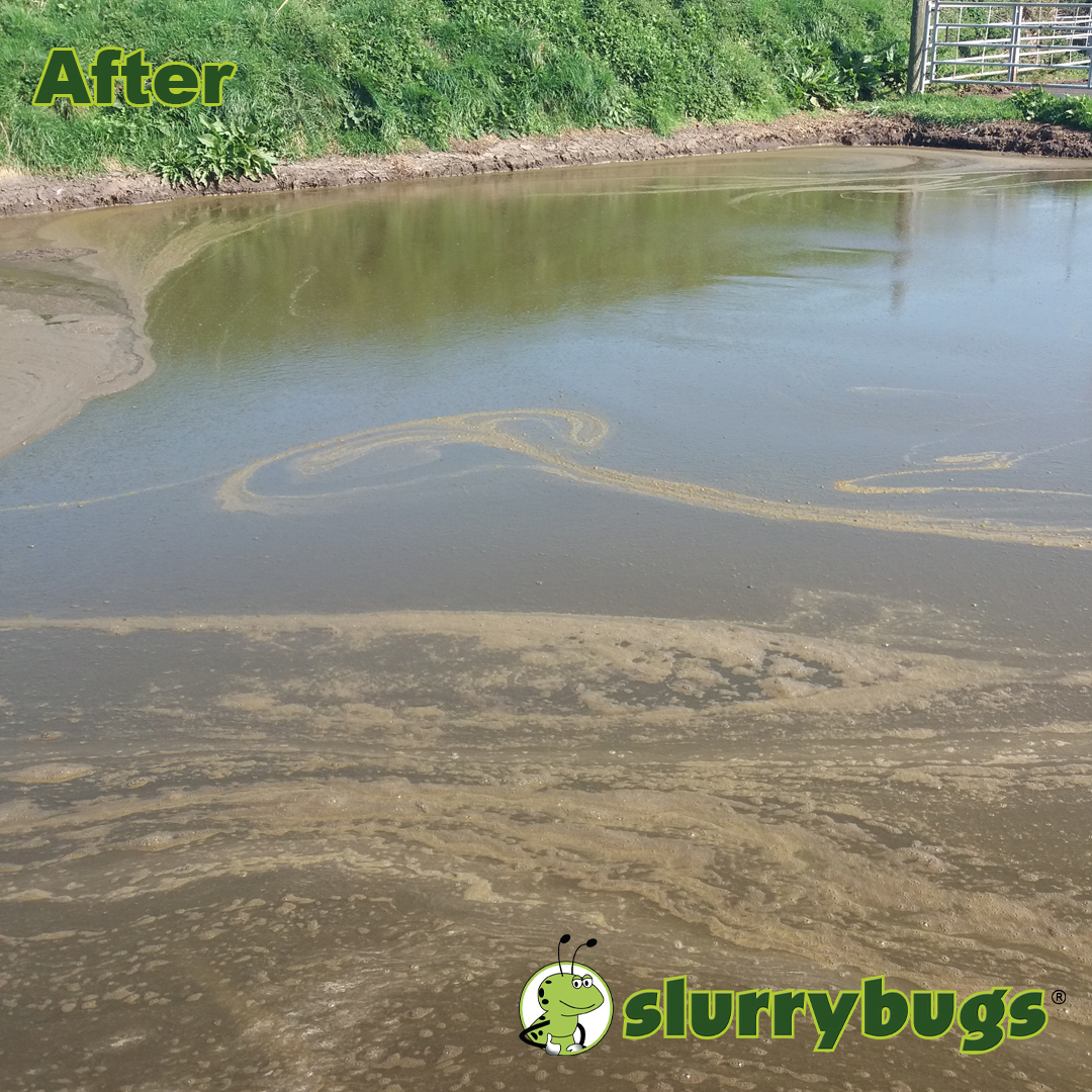 Envirosystemsuk's tweet photo. "Since using SlurryBugs itโs much easier to stir and the crust has gone. It has been good for the mixer with less wear and tear. Filling tankers has been quicker and easier with no blockages!" - Mr Jenkins, Dairy Farmer, Pembrokeshire.
#farming #farminglife #slurry #slurrybugs https://t.co/AchUJVD66r