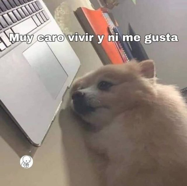 Gordito_Perrito's tweet image. 