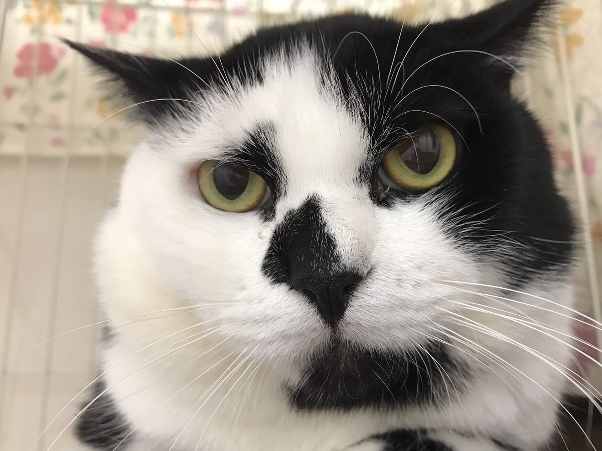 Npo法人博愛会 きんくている 相変わらずポーカーフェイスな小栗くん 白黒猫 保護猫 保護活動 保護猫と暮らす 保護猫を家族に 猫好きさんと繋がりたい 猫エイズ 猫エイズキャリア 猫白血病 猫白血病キャリア ダブルキャリア