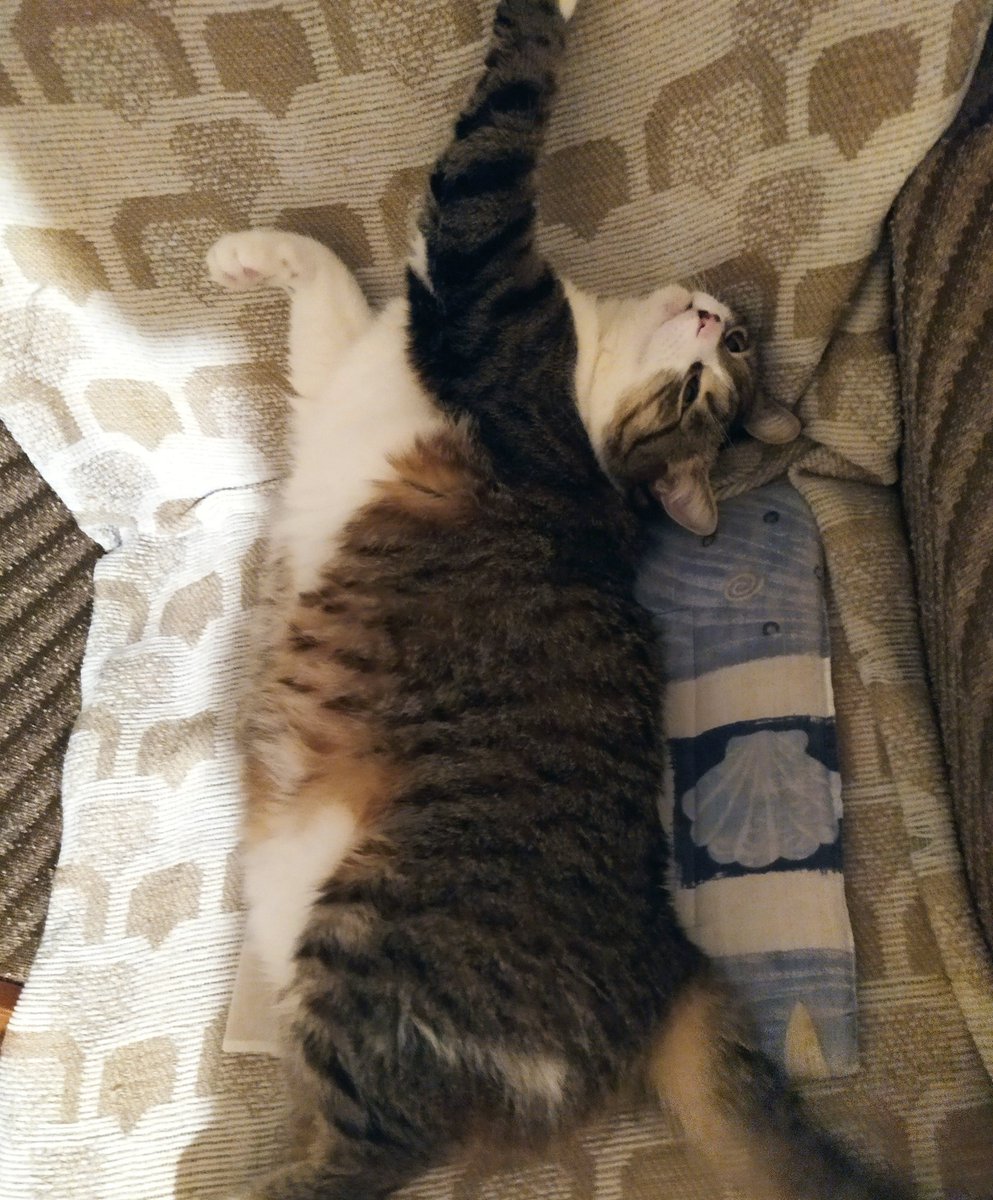 CatSzamoca's tweet photo. @KusaSiamese Henlo Kusa, nice to meowt you! My name is Szamóca, but you can call me Strawberry. Sending purrs from Hungary. https://t.co/KimbrnmwHf