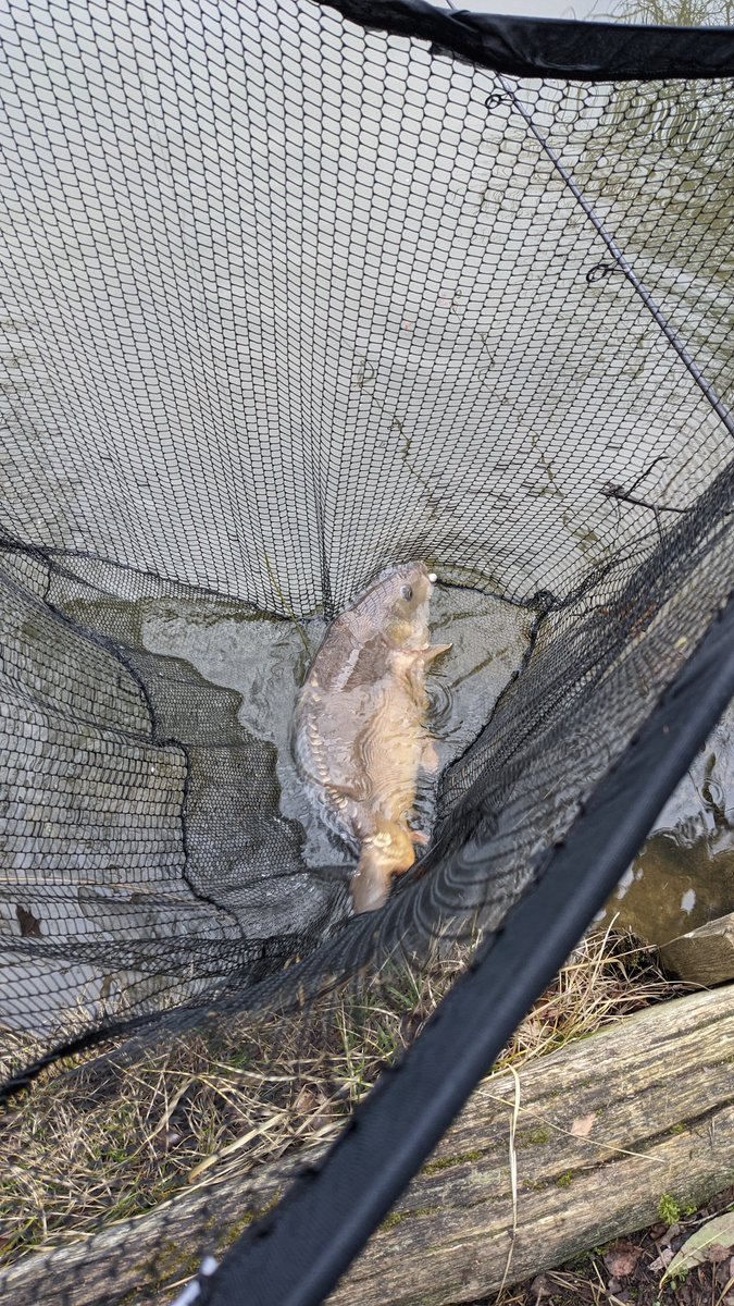 So it was my 3rd session down at my new lake yesterday and managed my 3rd fish in as many sessions. This little fella at exactly 14lb was my blank saver! 👍🏻 #fishing #carpfishing