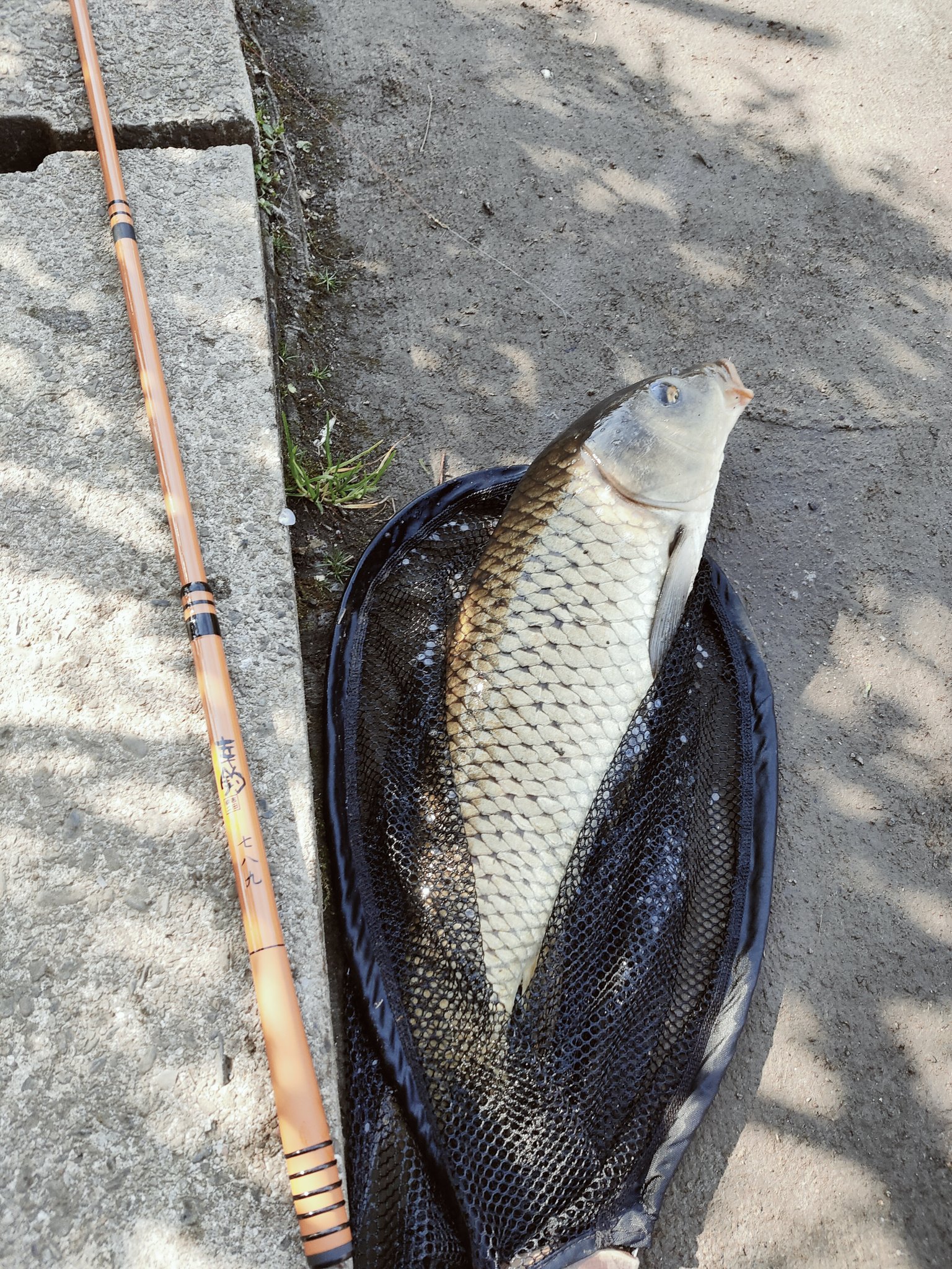 福釣り 西沼公園 鯉釣り 鮒釣り ティムコ幸釣七八九 マルキューいもグルテン T Co 9wal673bbu Twitter