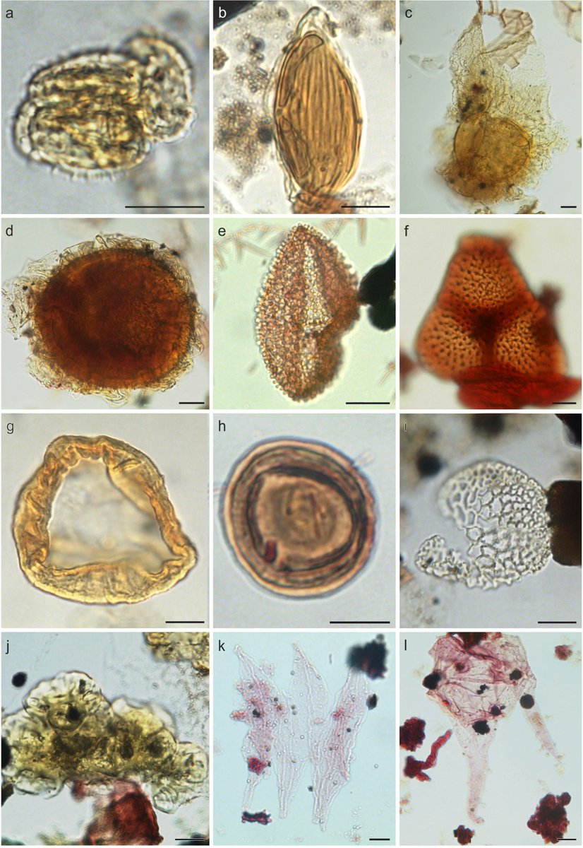 Huasheng_Huang's tweet photo. #palynology #AfricaPalynology #Paleogene
#Palynofacies as a #palaeoenvironment and hydrocarbon source potential assessment tool: An example from the #Cretaceous of north Western #Desert, #Egypt
Atfy, 2021 | Palaeobiodiversity and Palaeoenvironments
https://t.co/ZgbeogDIN8 https://t.co/XzbbawjG8J