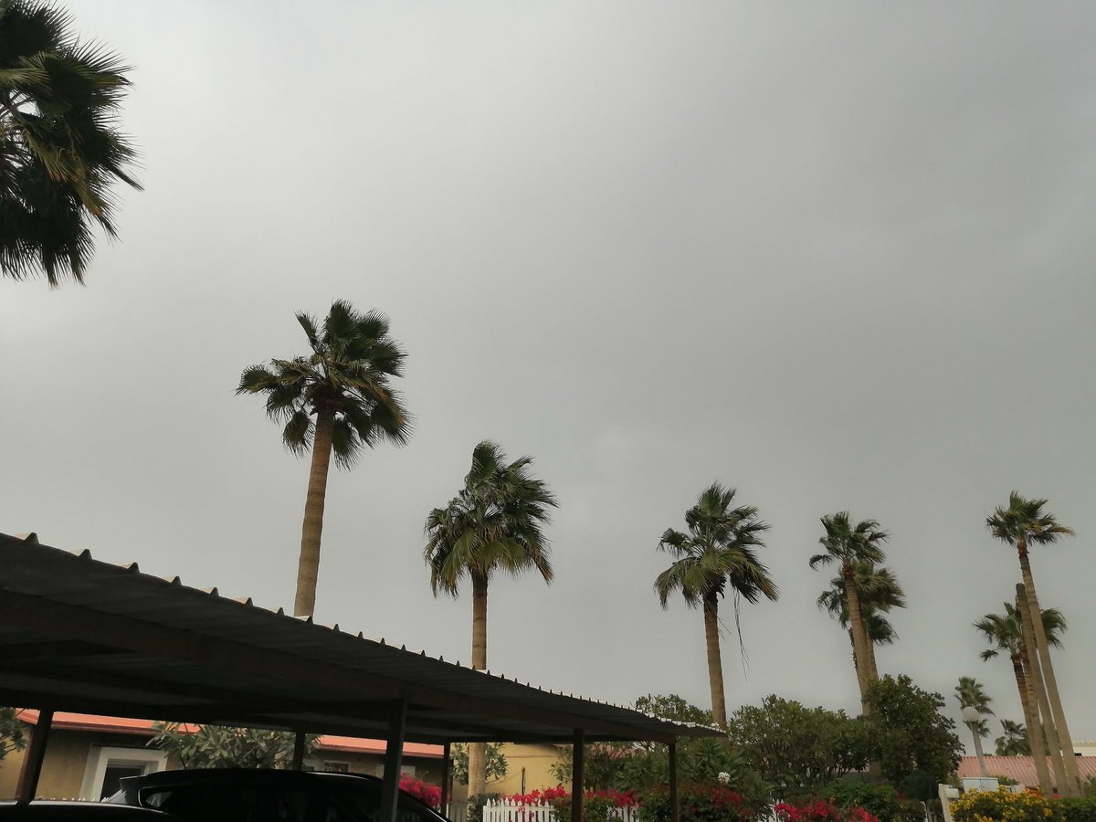 🌴