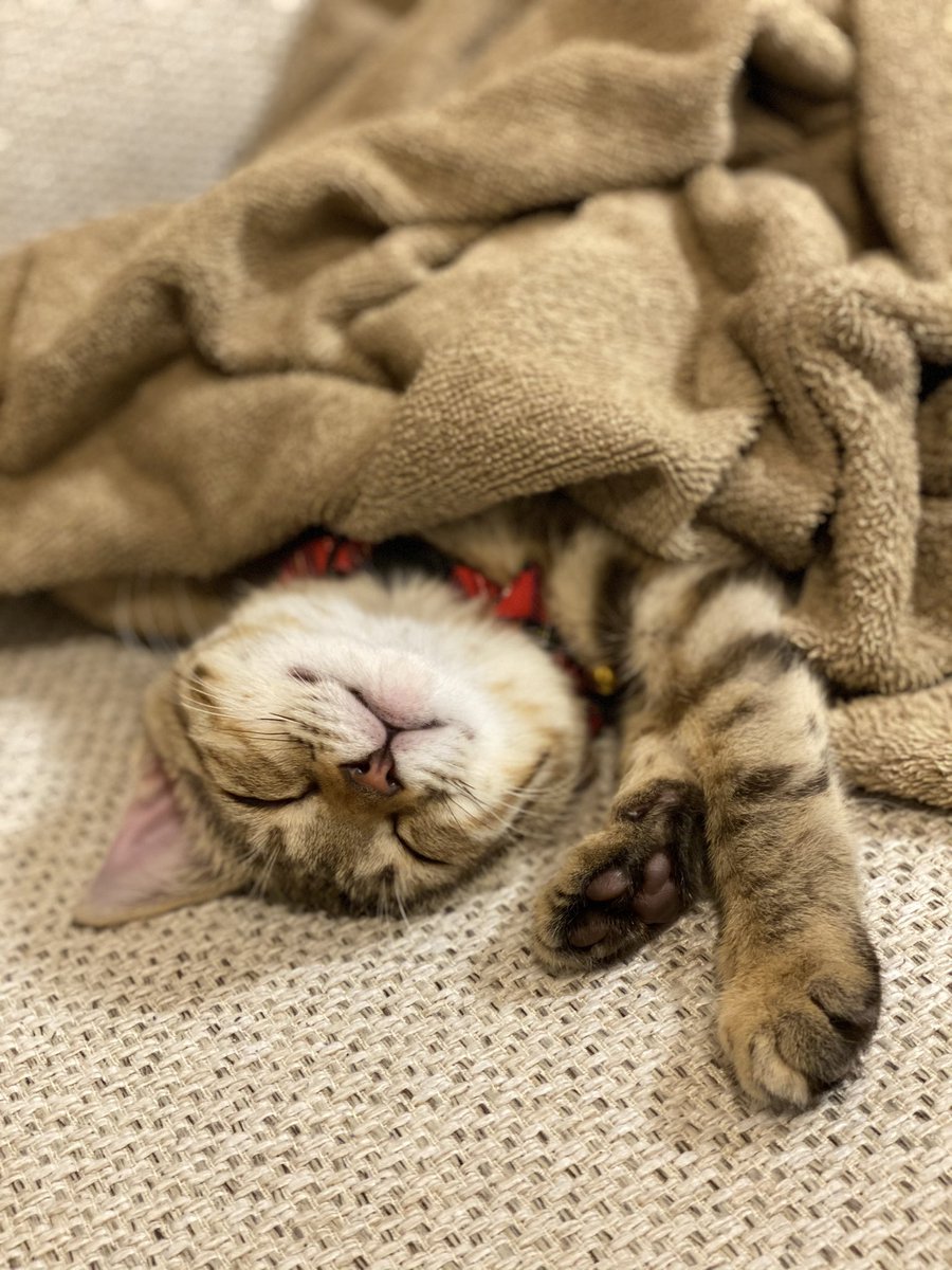 The3854's tweet photo. 猫の寝顔最高 https://t.co/fkHE1nRZRz