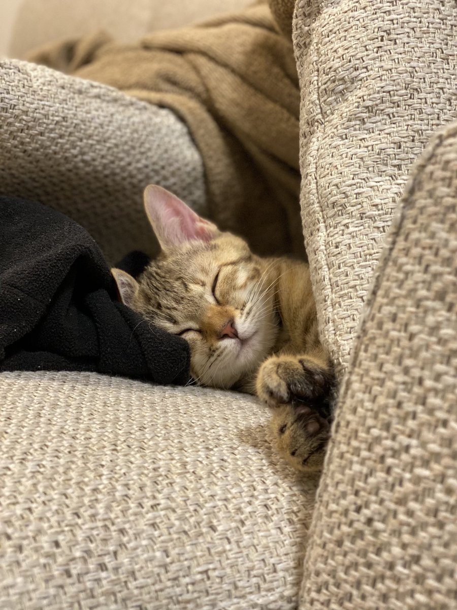 The3854's tweet photo. 猫の寝顔最高 https://t.co/fkHE1nRZRz