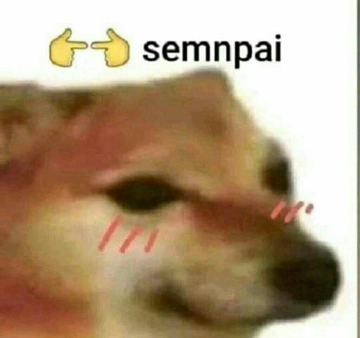 BabyShark289's tweet photo. Me sinto bem quando irrito as pessoas https://t.co/QS2r5Ow0jA