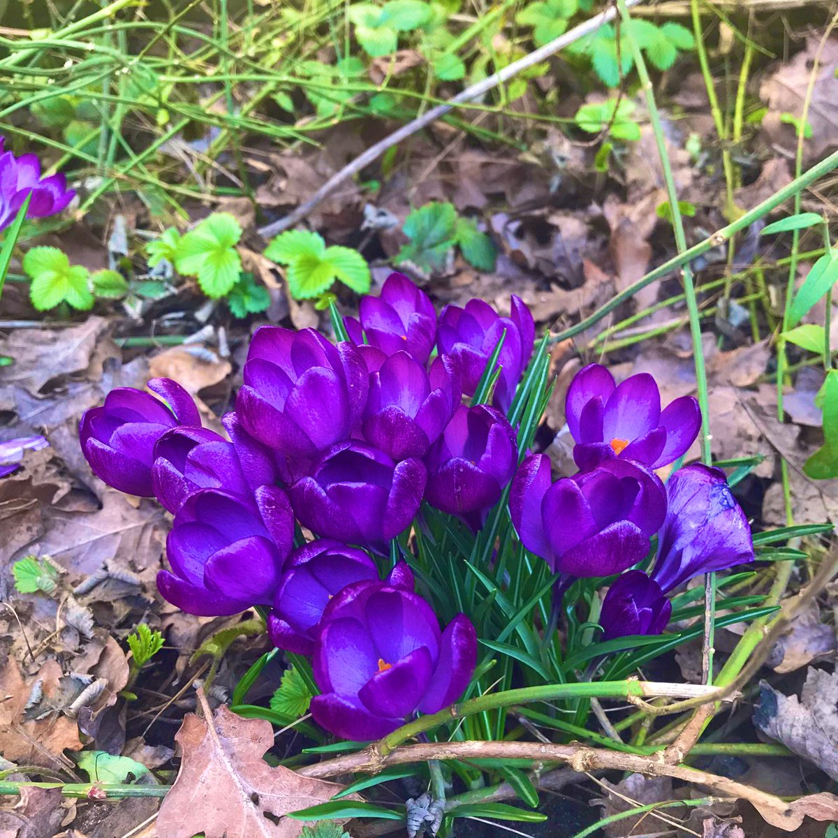 educating_eco's tweet photo. We’ve clearly got some talented gardeners amongst our students. More 💐🌺🌷examples of their excellent #planting. Thank you to Ms Lloyd for these lovely photos. I’m excited to see these #tulips flower. What colour will they be? #garden #eco #spring #nature https://t.co/YTT7yNFnYT
