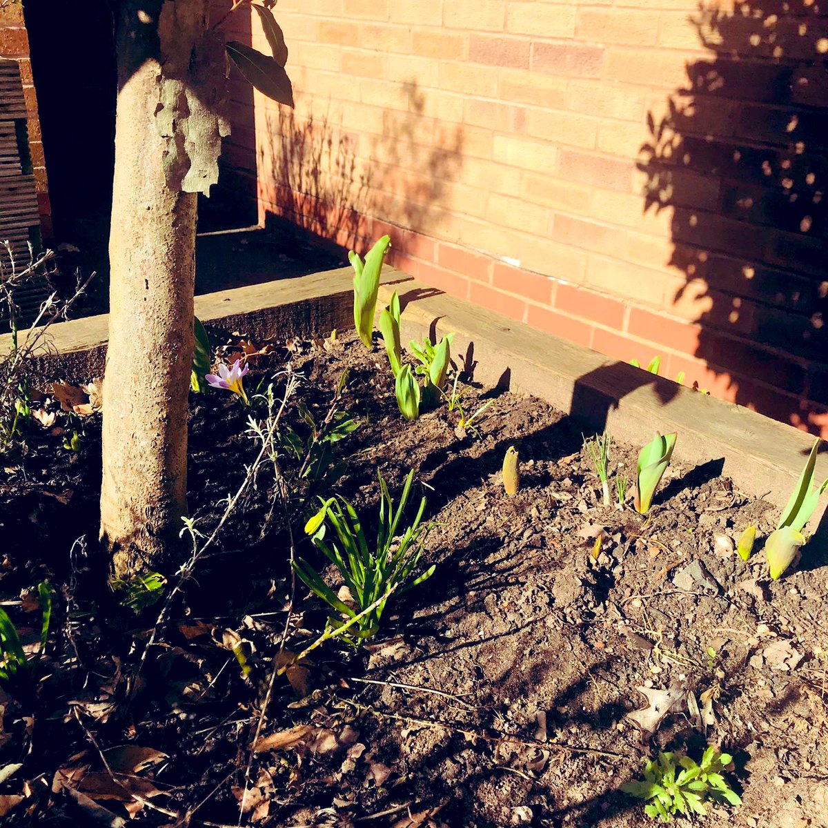 educating_eco's tweet photo. We’ve clearly got some talented gardeners amongst our students. More 💐🌺🌷examples of their excellent #planting. Thank you to Ms Lloyd for these lovely photos. I’m excited to see these #tulips flower. What colour will they be? #garden #eco #spring #nature https://t.co/YTT7yNFnYT