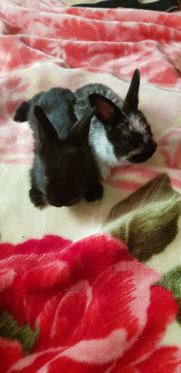 cairo100597's tweet photo. Welcome home wanda and vision🐰❤ https://t.co/ZqfOS6hZuj