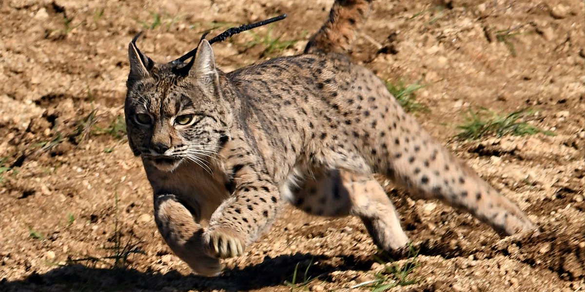 ZooBarcelona's tweet photo. Des del Zoo de Barcelona col·laborem amb @IBiCo_en la conservació del linx ibèric aportant transmissors GPS i càmeres de parany fotogràfic per al projecte de Castilla y La Mancha #LIFELinxConnect.
A finals de febrer es van alliberar un mascle i una femella a Montes de Toledo. https://t.co/g1BDoJ5Zaw