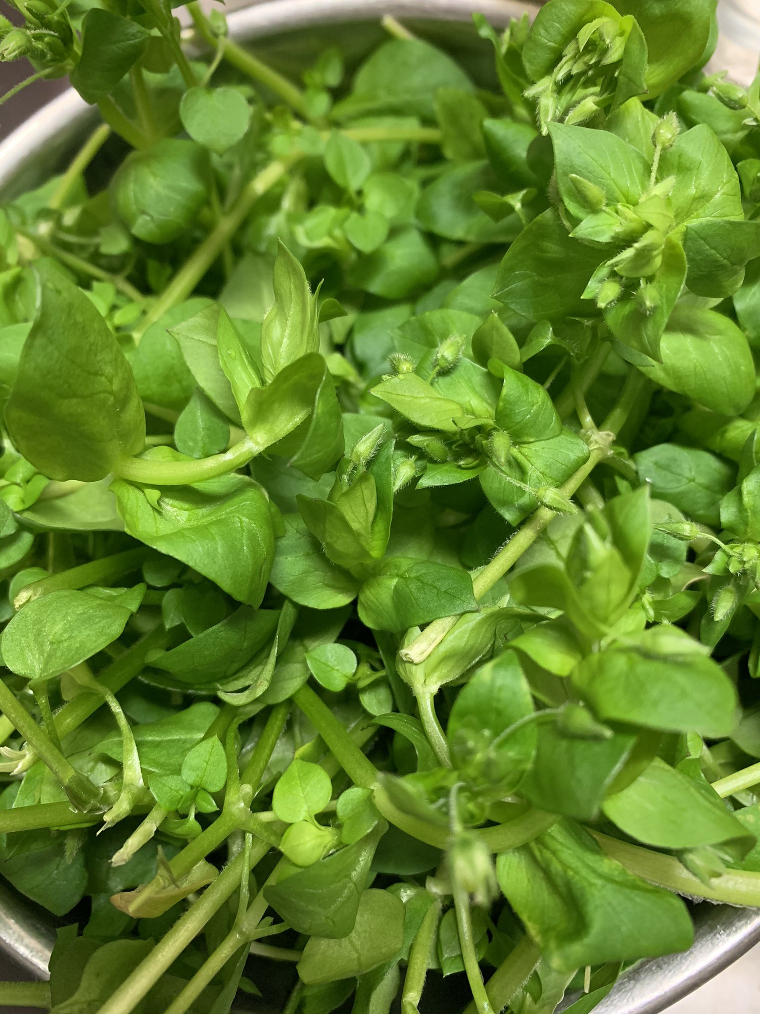 野草を食べる Twitter Search Twitter