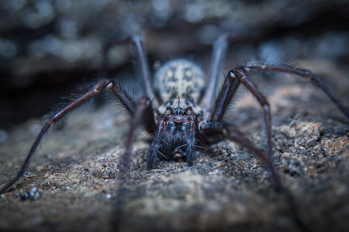 .@jamesdewarphoto is the last to join today's shortlist! Anyone that has a fear of spiders... This isn't going to help!

Tune in later today when we'll be announcing the #WexMondays top 3!