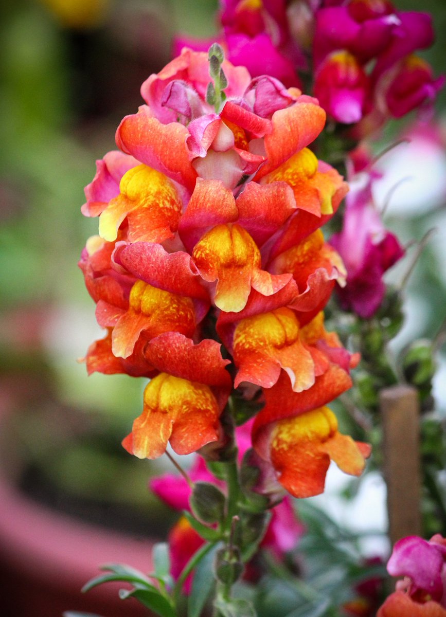 UrvashiDehradun's tweet image. Snapdragons!
The gorgeous snapdragons are smiling away, swaying with the winds and spreading their bright hues in the Gardens.

Happy Tuesday everyone 😍💐

#Flowers #garden #gardening #beautiful #spring #tuesdaymotivations #TuesdayFeeling