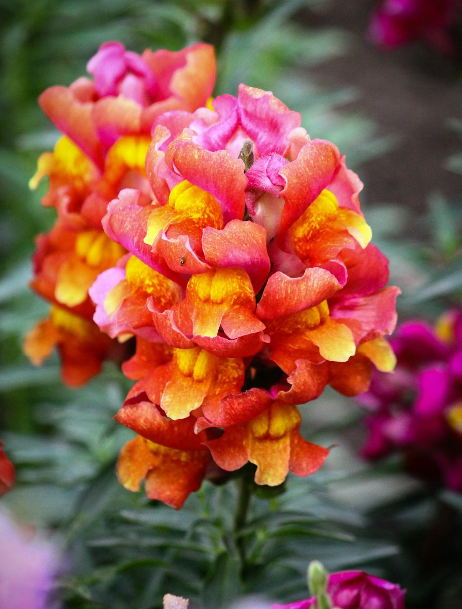 UrvashiDehradun's tweet image. Snapdragons!
The gorgeous snapdragons are smiling away, swaying with the winds and spreading their bright hues in the Gardens.

Happy Tuesday everyone 😍💐

#Flowers #garden #gardening #beautiful #spring #tuesdaymotivations #TuesdayFeeling