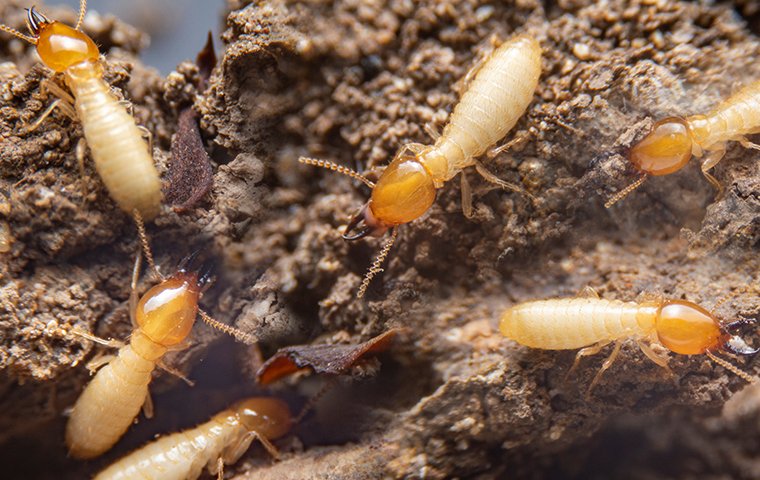 WittPM's tweet photo. Termite Awareness Week is your last chance to protect yourself before termites become more active. Learn what you need to know about this destructive pest. https://t.co/aQJkXtU4tc #termites #termitecontrol #termitewarenessweek #termiteprevention https://t.co/MI7TxZgSG0
