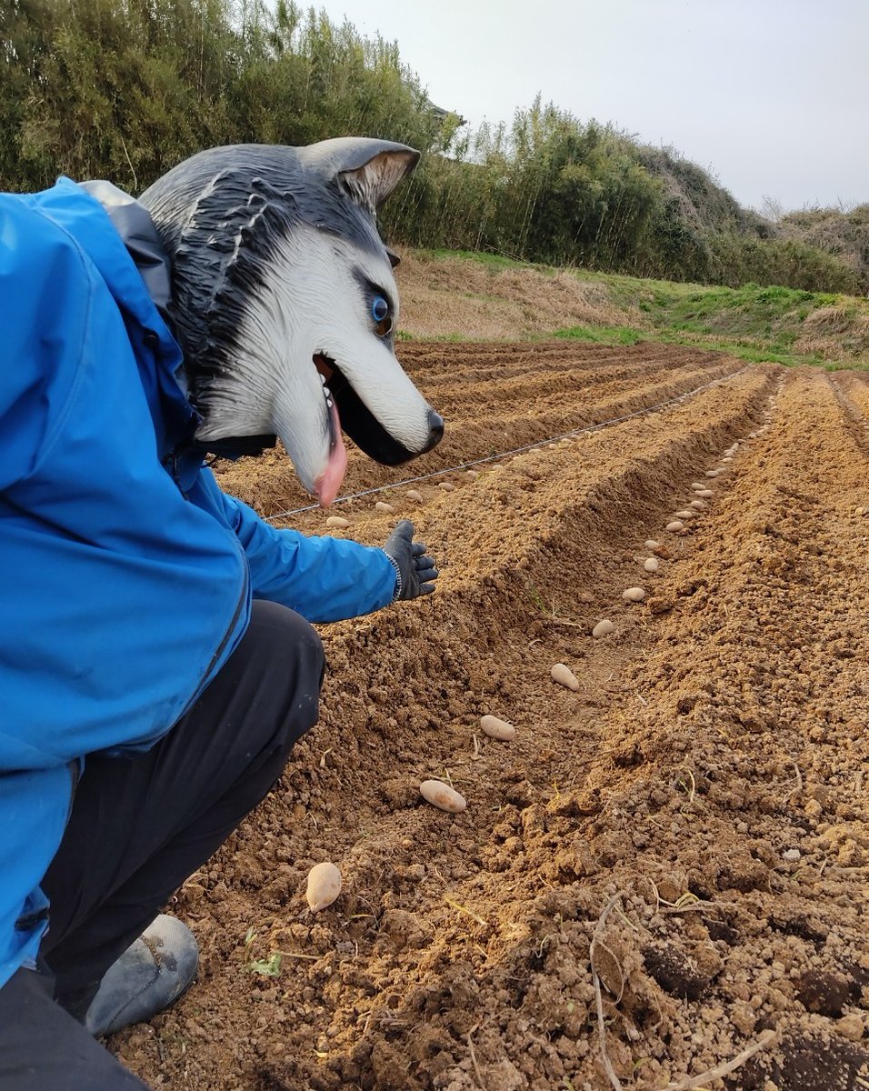 いぬあかりメークイヌじゃがいぬ