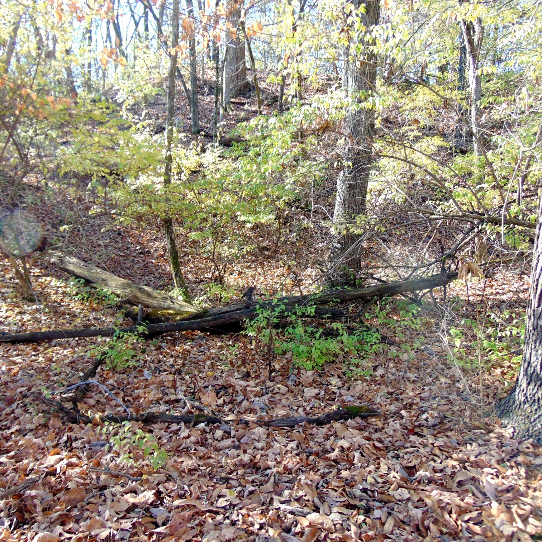 WildlifePrairiePark tweet media