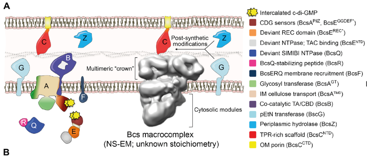 Using SelenoMet Base and medium, Abidi et. al. from CBRS examined the Bcs macrocomplex involved in biofilm secretion of pathogenetic enterobacteria.
hubs.ly/H0HzCwS0

Complete Article Here: hubs.ly/H0HzCvr0

#structurebiology #crystallisation #crystallisation