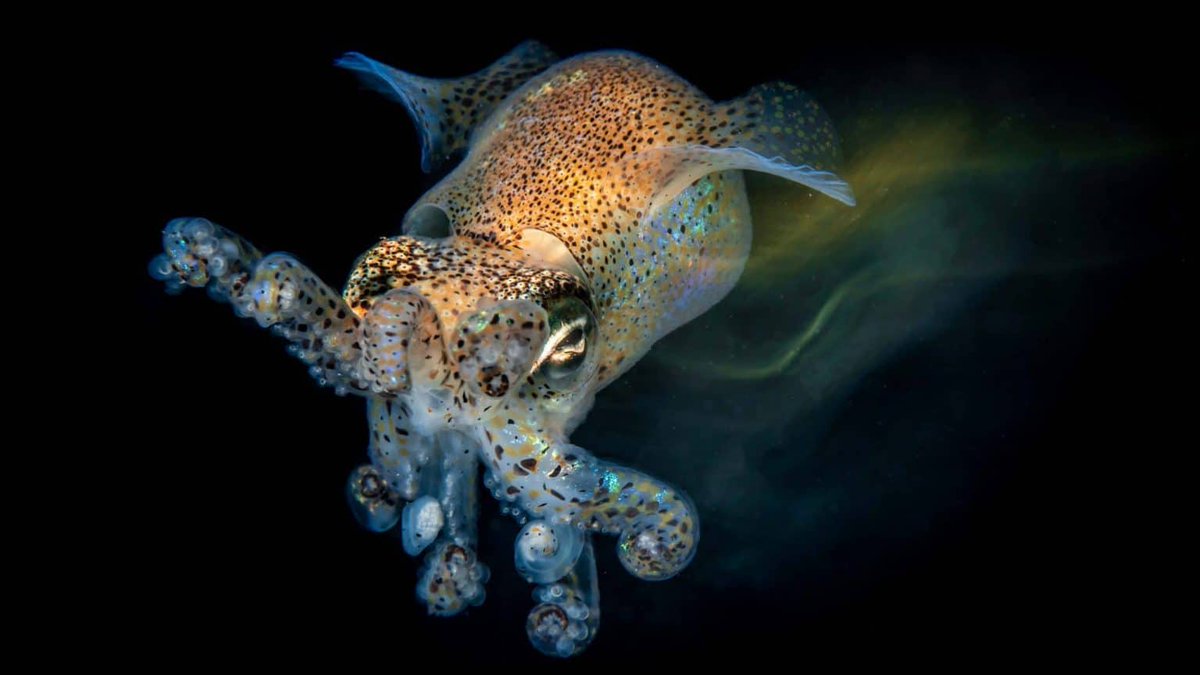 Scubaverse tweet media