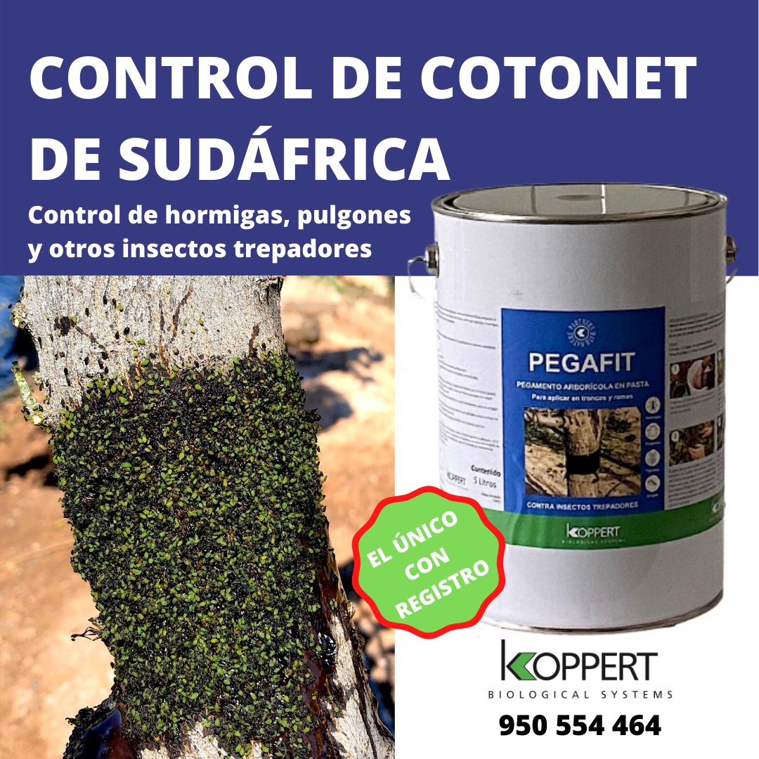 KOPPERT_ES's tweet photo. 💥¿Problemas con el #𝗰𝗼𝘁𝗼𝗻𝗲𝘁 en #cítricos? Es el momento de usar #Pegafit, nuestro #pegamento especial para #árboles. También impide el paso de #hormigas, #pulgón y demás insectos trepadores. Pídelo a tu distribuidor o 📞 𝟵𝟱𝟬 𝟱𝟱𝟰 𝟰𝟲𝟰. #cochinilla #residuocero https://t.co/kDg07Jocf4