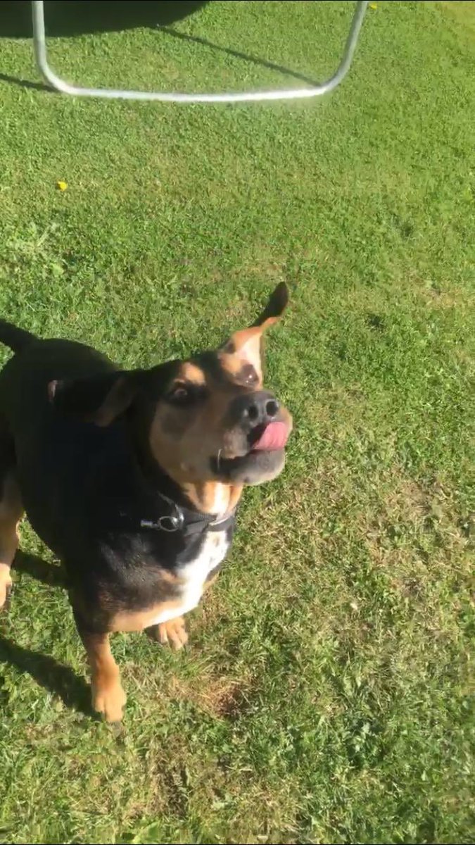 leighannepritch's tweet photo. My Romanian rescue dog milo loving life #tongueouttuesday #dogs #doglover https://t.co/WW6AzN4C6X