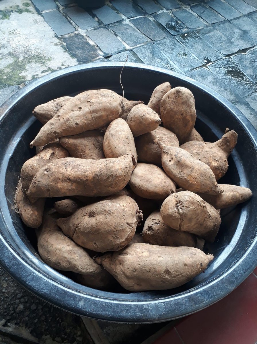 __azza's tweet photo. Bondowoso. 

Baru saja membaca postingan kawan di FB yang meminta bantuan agar membeli ubi petani yang terancam busuk. Ubi sangat banyak, berton-ton datang sementara pihak sekolah juga belum bisa bayar karena yang membeli sedikit. Akhirnya petani menitipkan dulu, tanpa dibayar. https://t.co/eREhvoQhqP