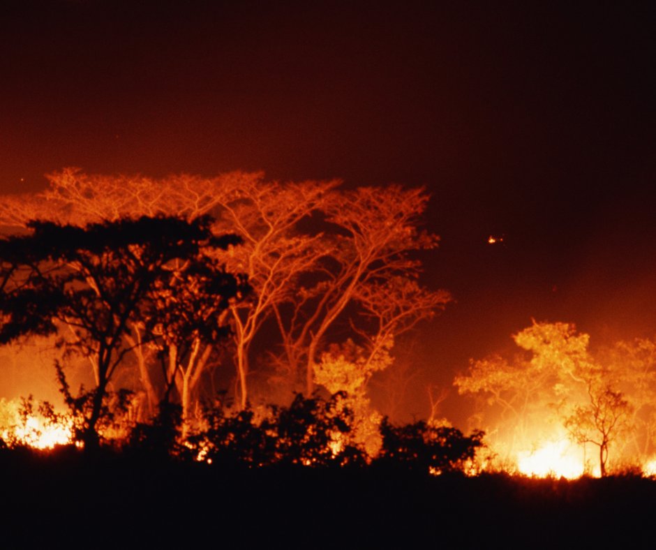 llcgardez's tweet photo. Forests on fire!

#environment #Fire #ClimateAction #Climatechange #pollution  #GlobaWarming #StayConnectedWithLLCs https://t.co/SDCrKmdeHy