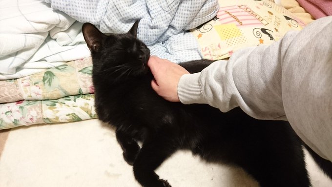 やすみんの世界猫まみれのtwitterイラスト検索結果