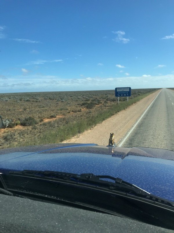 Mack_Trucks's tweet image. With the gold bulldog leading the way, the Mack Evolution Tour trucks are crossing the Nullarbor on their way to Truck Centre WA. 

Contact your local dealer to test drive the new Mack range.
#MackEvolutionTour #MackAnthemAustralia
