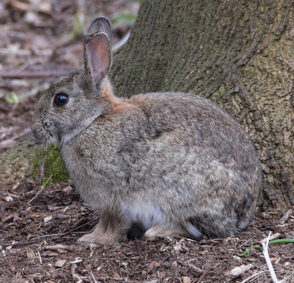 jolou1970's tweet photo. Spring is in the air!! @itvweather #rabbit #spring https://t.co/iM2S9ukLae