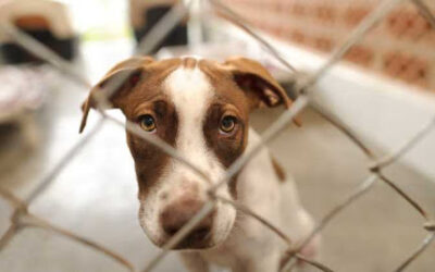 DemoAmlat's tweet photo. 🇨🇺|@valentinacuev para la revista #DDA de #DemoAmlat “El Decreto-Ley sobre Bienestar Animal en Cuba todavía es una incógnita”

“En Cuba, la demanda ciudadana por la aprobación de una ley de protección de los animales no es reciente”

💻Lee más👉🏽https://t.co/km0lZnl9eB https://t.co/EKCsWtiE0n