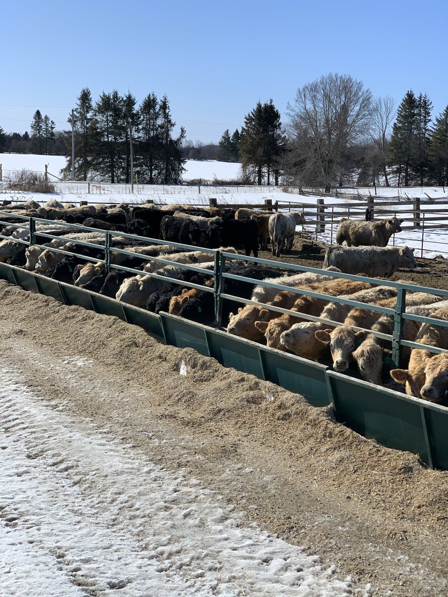 Will MacArthur (@willmacarthur3) on Twitter photo Pretty proud of our group of stockers at the vaccinated sale at Ontario Stockyards <a href="/carrollauctions/">Ab Carroll</a> today. Backgrounded calves out of bulls from <a href="/rnesbitt529/">Ryan Nesbitt</a> <a href="/01Nesbitt/">Scott Nesbitt</a> <a href="/NesbittTrevor/">Trevor Nesbitt</a> and <a href="/JeffKemp5/">Jeff Kemp</a>. Full vacc. program no implants. Pretty proud of our group of stockers at the vaccinated sale at Ontario Stockyards <a href="/carrollauctions/">Ab Carroll</a> today. Backgrounded calves out of bulls from <a href="/rnesbitt529/">Ryan Nesbitt</a> <a href="/01Nesbitt/">Scott Nesbitt</a> <a href="/NesbittTrevor/">Trevor Nesbitt</a> and <a href="/JeffKemp5/">Jeff Kemp</a>. Full vacc. program no implants.