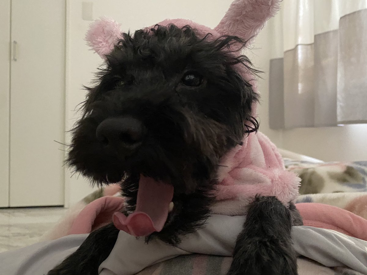 chloe0na's tweet photo. かまいい

うちのばぶこ🐶 https://t.co/rBUKdVBh43