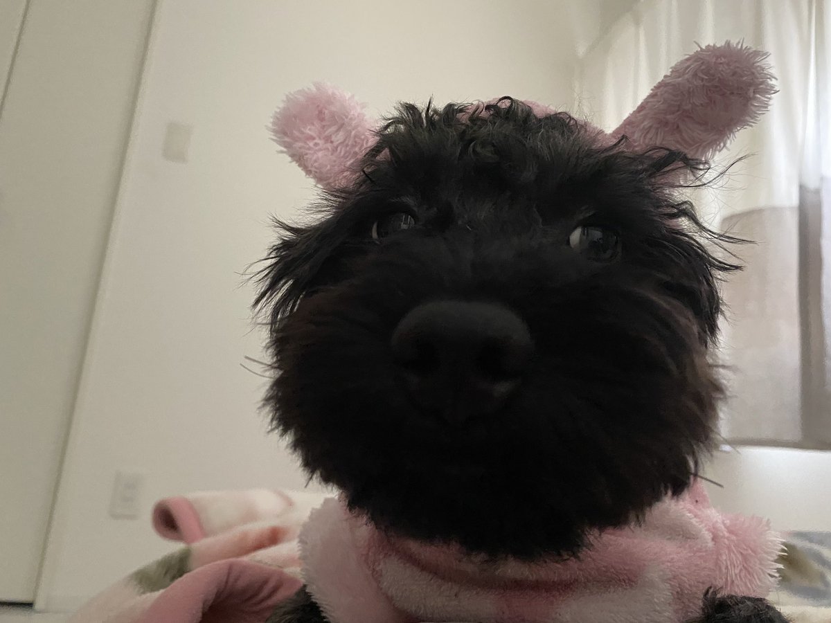 chloe0na's tweet photo. かまいい

うちのばぶこ🐶 https://t.co/rBUKdVBh43