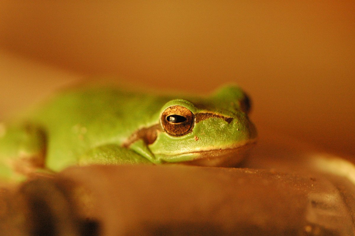 bio_ports's tweet photo. Saps quina granota és la de la fotografia? La trobem al Port? 🐸

Descobreix-ho en el primer article de la nostra web ⬇️

https://t.co/K6QxxY6baF ⬅️👀

#biodiversitat #biodiversity #bioports #animals #amfibis #granotes #scicomm #amphibian #frog #frogs

📸 Liesvanrompaey - Flickr https://t.co/uFDY1lxaXi