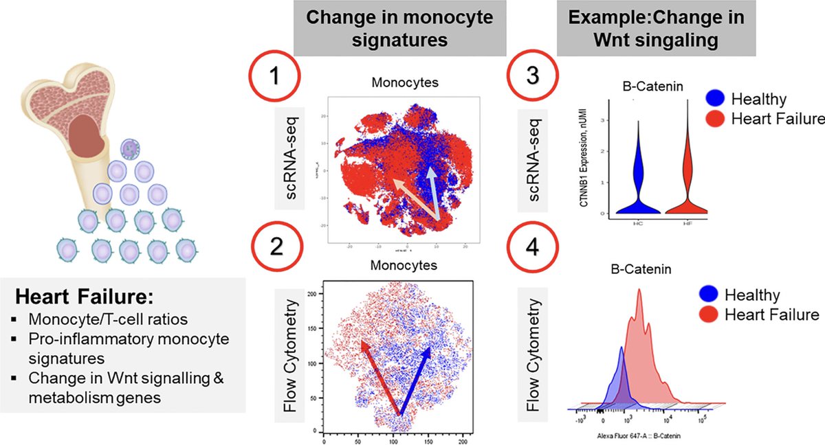 CVR Tomasz Guzik (@cvr_tomaszguzik) on Twitter photo EDITOR'S CHOICE: Single-cell #RNA sequencing reveals profound changes in circulating #immune cells in patients with #HeartFailure, & #bioinformatic data to guide anti-#inflammatory therapy in #CVD
More here: bit.ly/2PQQqmV
<a href="/ESC_Journals/">European Society of Cardiology Journals</a> <a href="/escardio/">European Society of Cardiology</a> #CardiovascularResearch EDITOR'S CHOICE: Single-cell #RNA sequencing reveals profound changes in circulating #immune cells in patients with #HeartFailure, & #bioinformatic data to guide anti-#inflammatory therapy in #CVD
More here: bit.ly/2PQQqmV
<a href="/ESC_Journals/">European Society of Cardiology Journals</a> <a href="/escardio/">European Society of Cardiology</a> #CardiovascularResearch