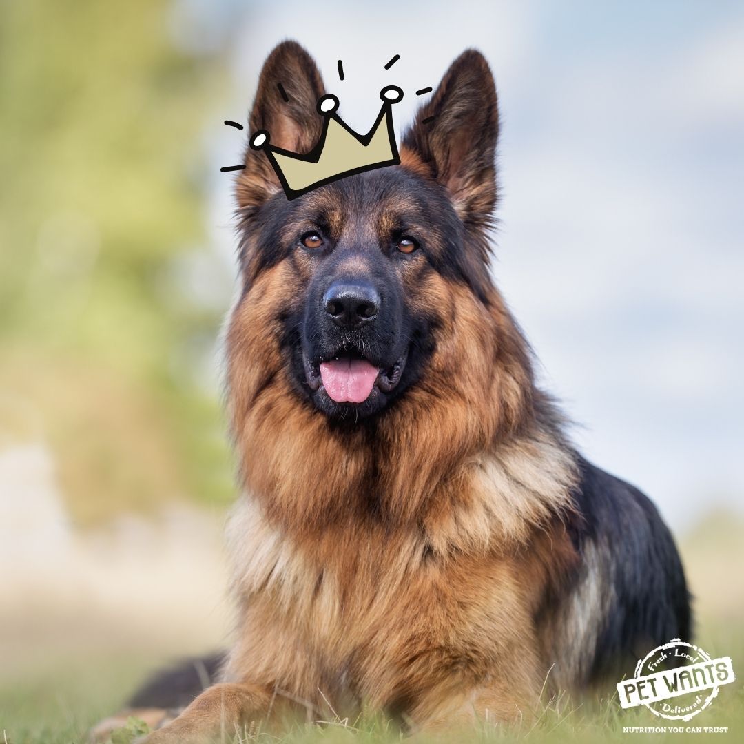 Give your dogs the royal treatment! Your pet wants great tasting food that isn't packed full of fillers.
..
petwantscincywest.com