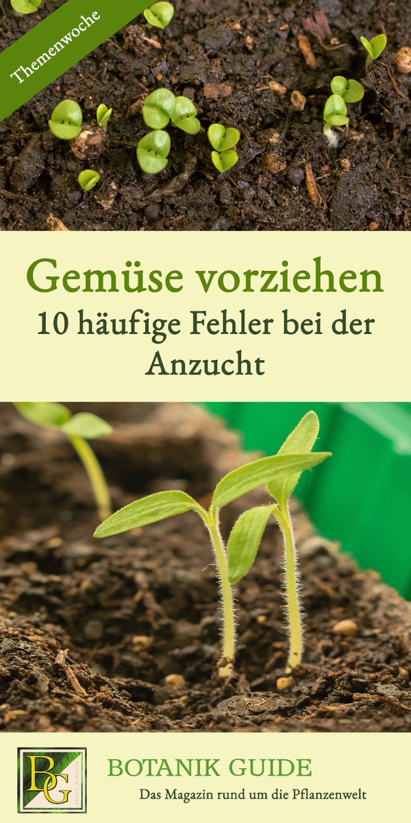 🌱Tipps wie du kräftige Gemüsejungpflanzen heranziehst. Wie sich häufige Pannen bei der Gemüseanzucht vermeiden lassen - jetzt in der Themenwoche auf Botanik Guide: ➡️ botanikguide.de/gemuese-vorzie…

#Gemüse #Garten #Naturgarten #Frühling