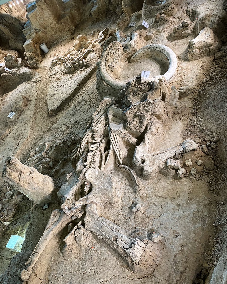 reptripping's tweet photo. Did you know Texas had Columbian Mammoths at one time? You can see their bones at a dig site in Waco, Texas! Such a neat thing to see! #waco #texas #historic #archeology #mammoth https://t.co/yMYpSB1PNJ