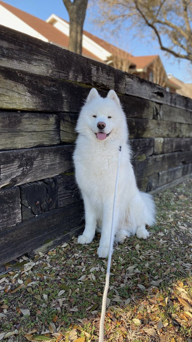 LeonVanSam's tweet image. I do a lot of talking,
It’s part of my job,
Like pulling when we’re walking,
Or making hearts throb.
But I’ll tell you a secret,
My deepest one, too,
My favorite thing is quiet time,
Sitting there with you.