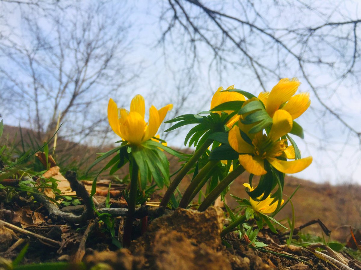AghaDelza's tweet photo. The #flowers tell us that #spring has come when they #travel to the #mountain
#BeautifulKurdisatn #Balakayati #delza https://t.co/k5nNwNS5iR
