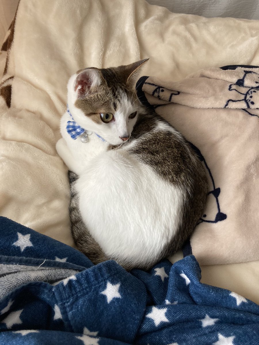 猫カレンダー22参加したい Twitter Search Twitter 猫カレンダー22参加したい Twitter Search Twitter