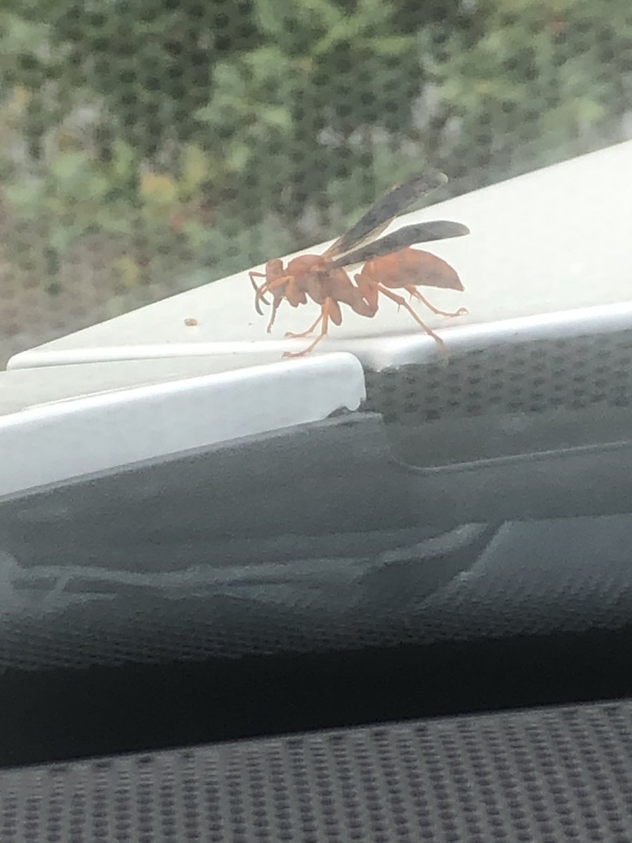 LaFaira's tweet photo. Can someone in Atlanta let me know wtf is this? It’s huge this pic does it no justice. https://t.co/yvHTfqW5z4