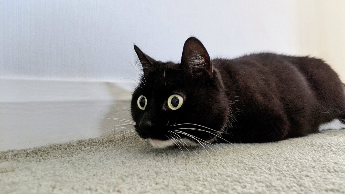 CuriousZelda's tweet photo. I cannot wane
I won't relent
I am a strudel of intent https://t.co/6SVrKriUY0